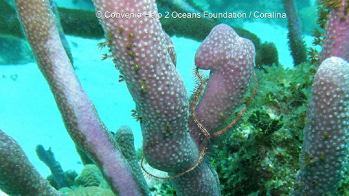 Brittle stars (12)